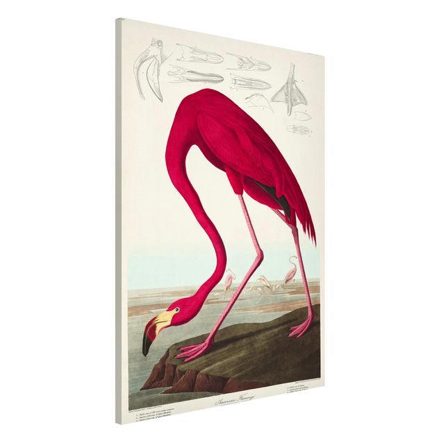 Wandbilder Tiere Vintage Lehrtafel Amerikanischer Flamingo