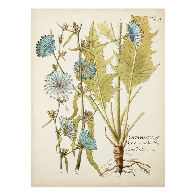 Schöne Wandbilder Vintage Botanik in Blau Wegwarte
