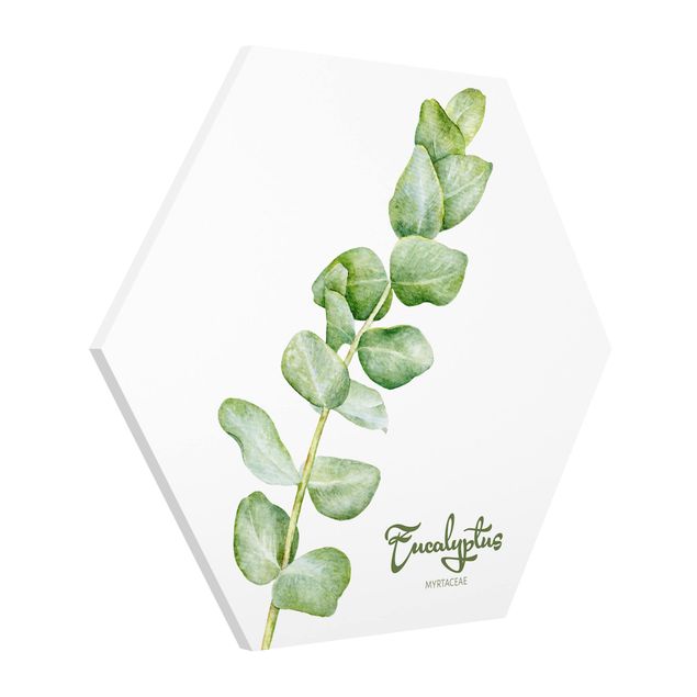 Hexagon Bild Forex - Aquarell Botanik Eukalyptus