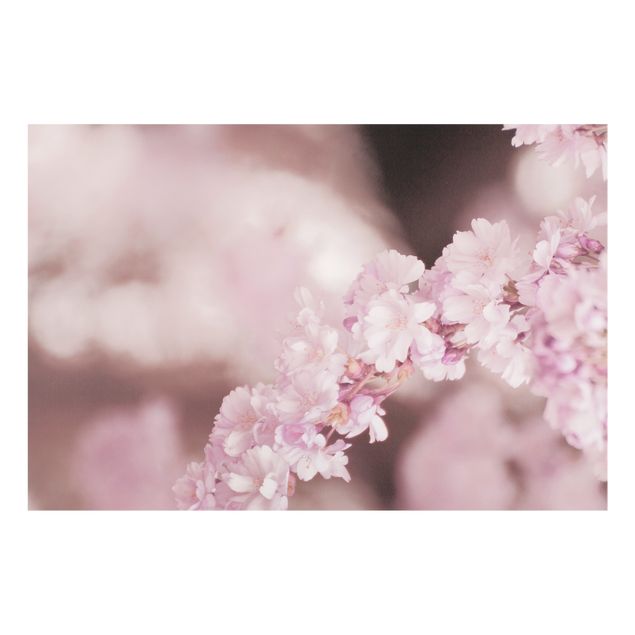 Spritzschutz Glas - Kirschblüte im Violetten Licht - Querformat 3:2