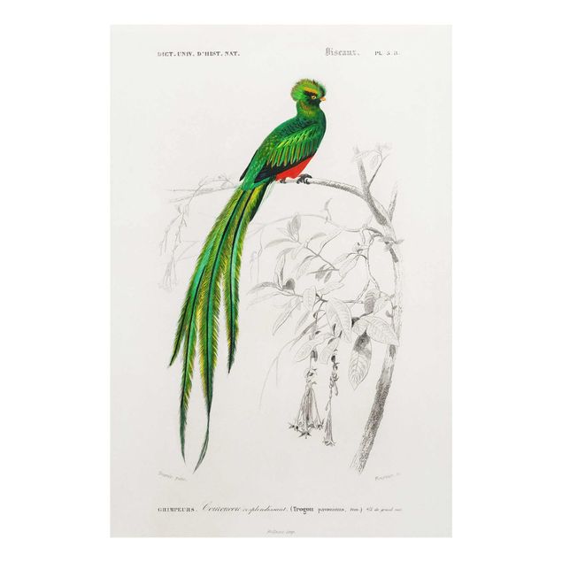 Wandbilder Vintage Lehrtafel Tropischer Vogel I