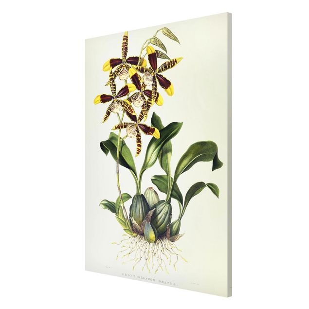Magnettafel Blumen Maxim Gauci - Orchidee II