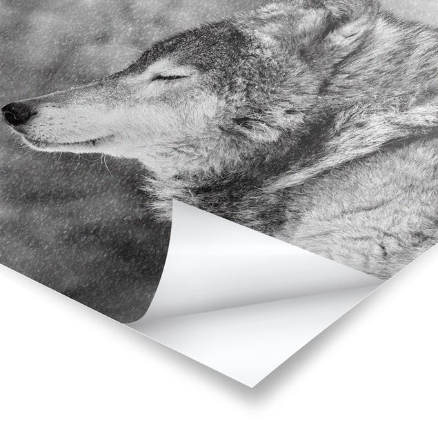Poster bestellen Winter Wolf