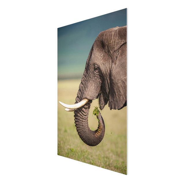 Bilder für die Wand Elefantenfütterung Afrika