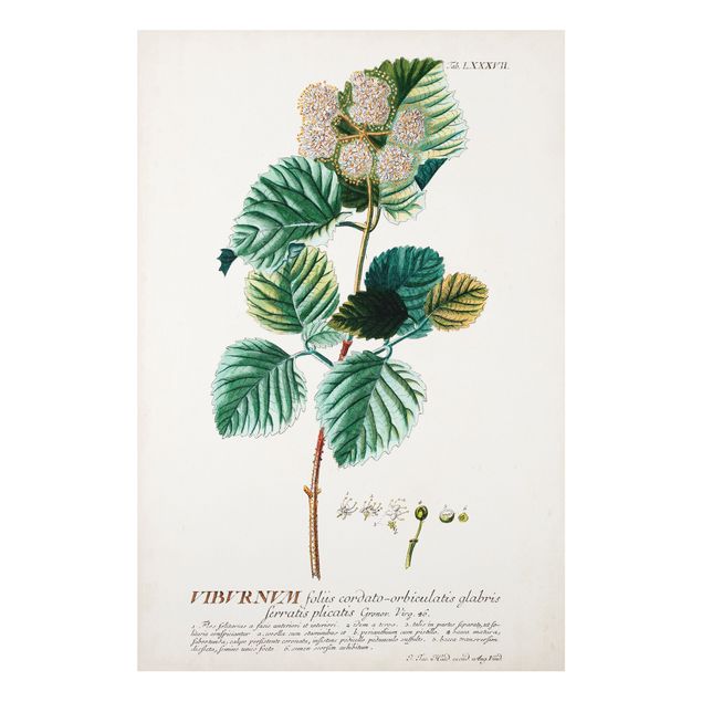 Wandbilder Vintage Botanik Illustration Schneeball
