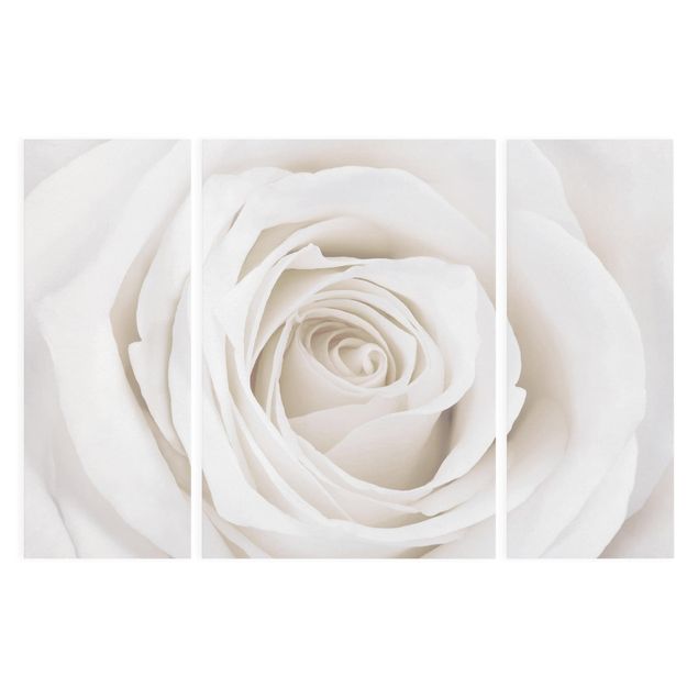 Bilder für die Wand Pretty White Rose