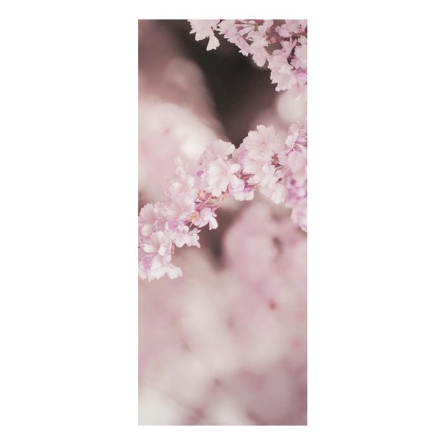 Foto auf Alu Dibond Kirschblüte im Violetten Licht