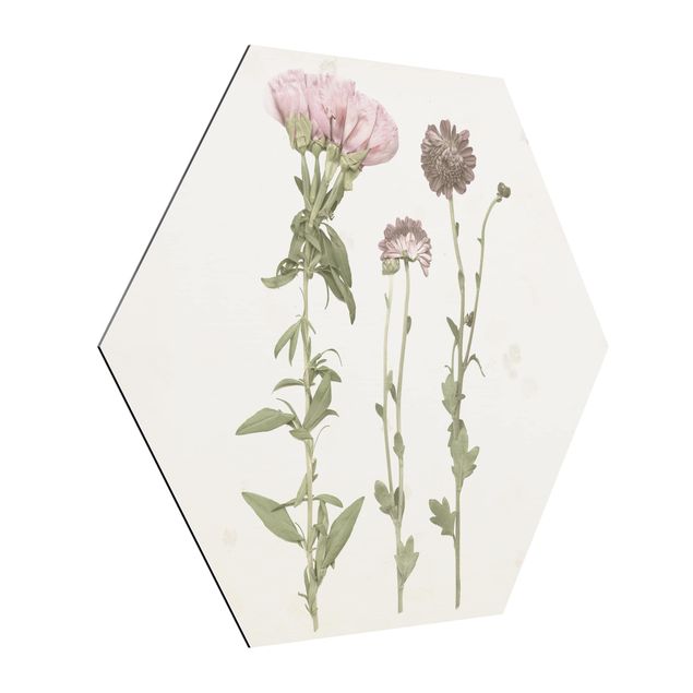 Hexagon Bild Alu-Dibond - Herbarium in rosa III