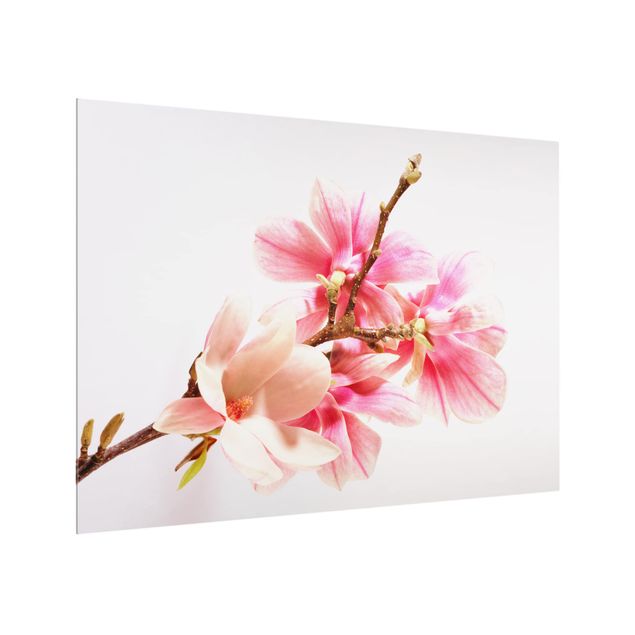 Spritzschutz Landhausstil Magnolienblüten