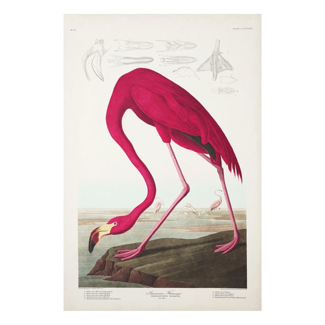 Forex Bilder Vintage Lehrtafel Amerikanischer Flamingo