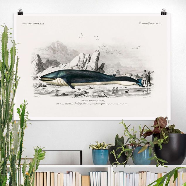 Wandbilder Tiere Vintage Lehrtafel Blauer Wal