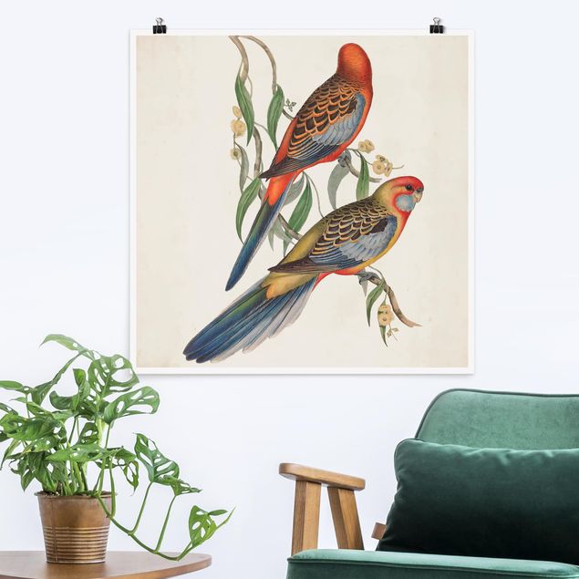 Poster - Tropische Papageien II - Quadrat 1:1