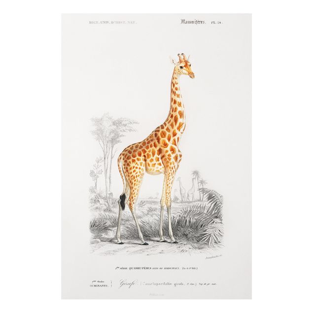 Bilder auf Hartschaumplatte Vintage Lehrtafel Giraffe