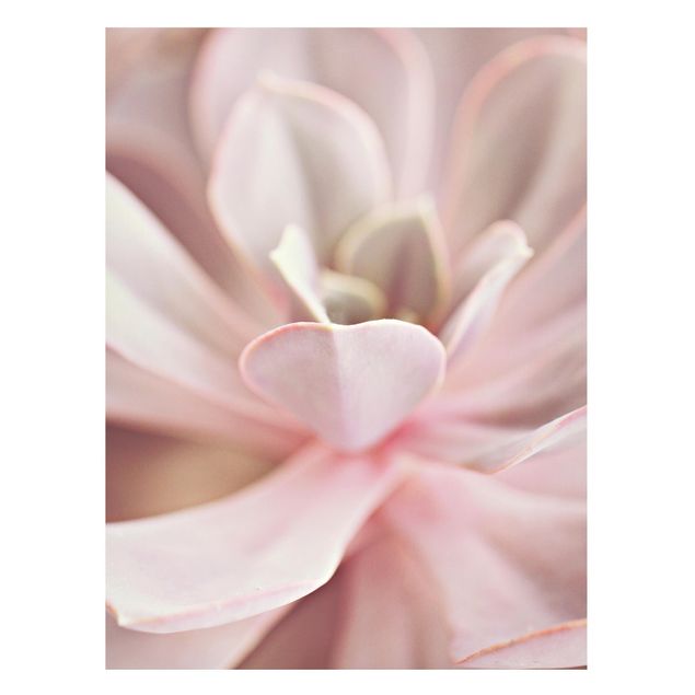 Magnettafel Blumen Rosane Sukkulentenblüte