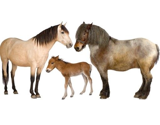 Wandsticker No.999 The Horse Family