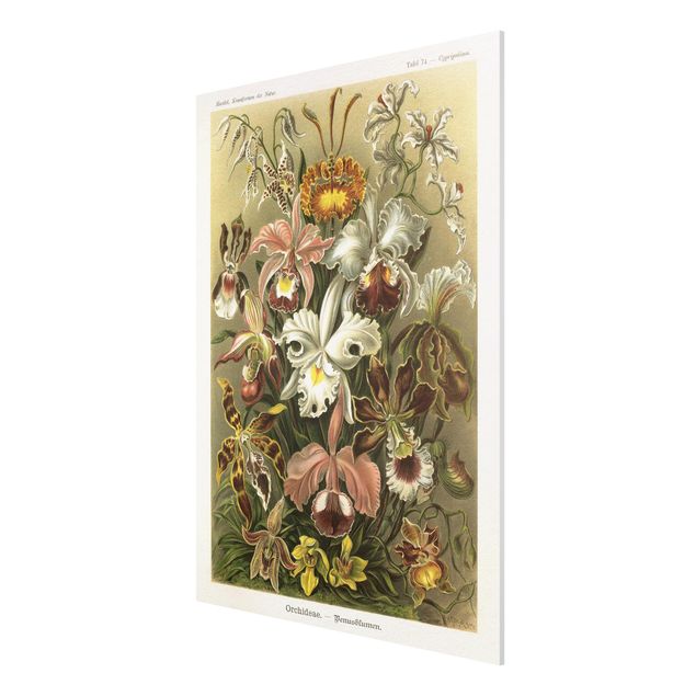 Forex Fine Art Print - Vintage Lehrtafel Orchidee - Hochformat 4:3