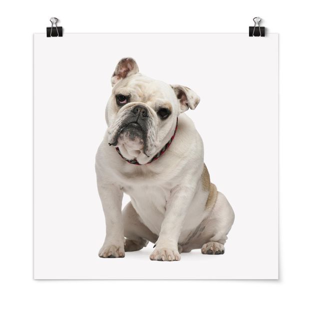 Tiere Poster Skeptische Bulldogge