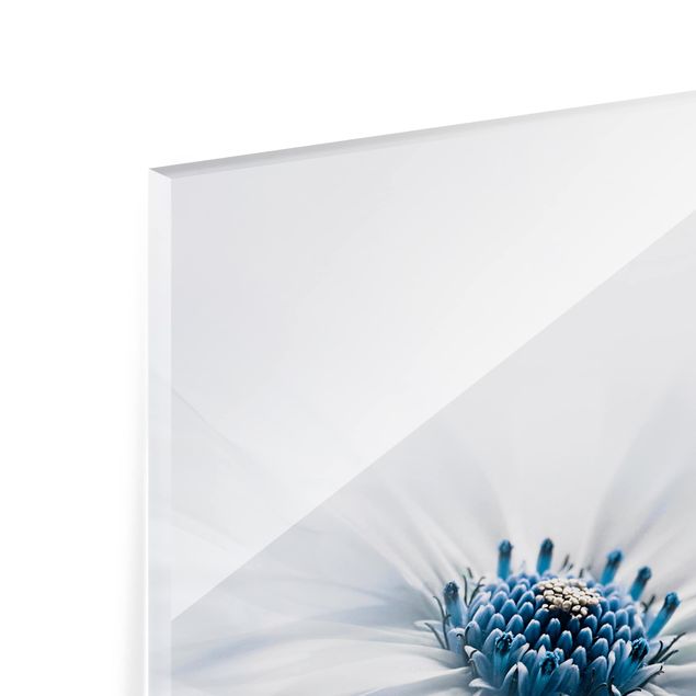 Glas Spritzschutz - Gänseblümchen in Blau - Quadrat - 1:1