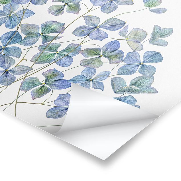 Poster - Blaue Hortensienblüten - Querformat 2:3