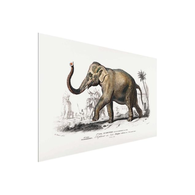Glasbild Landschaften Vintage Lehrtafel Elefant