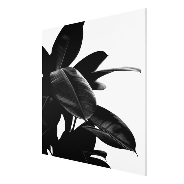 Forex Fine Art Print - Gummibaum Blätter Schwarz Weiß - Quadrat 1:1