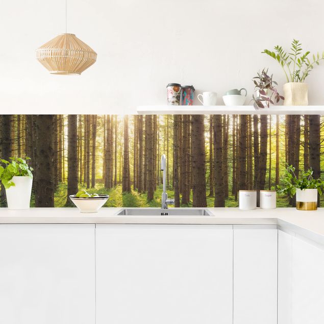 Küchenrückwand Folie Wald Sonnenstrahlen in grünem Wald