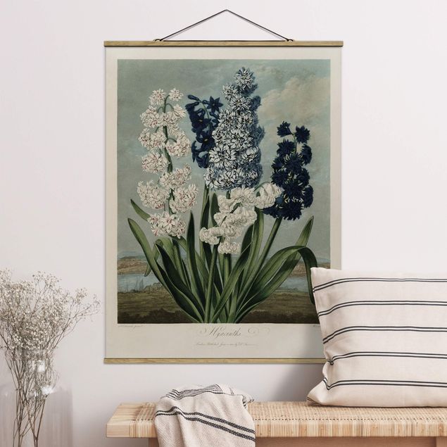 Wandbilder Botanik Vintage Illustration Blaue und weiße Hyazinthen