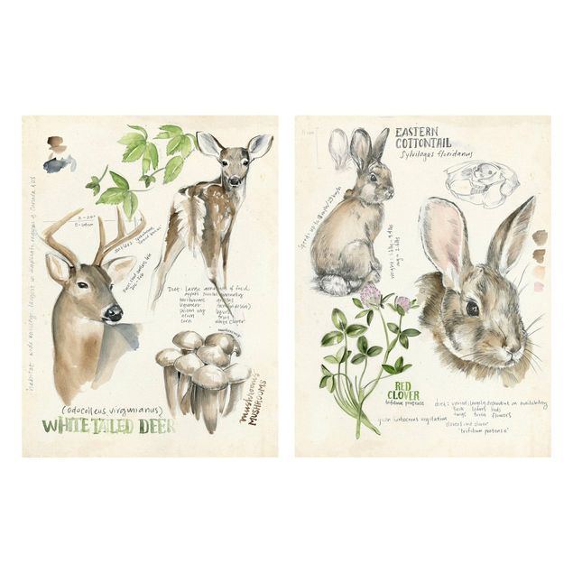 Leinwandbild Kunstdruck Wildnis Journal - Hirsch und Kaninchen Set II