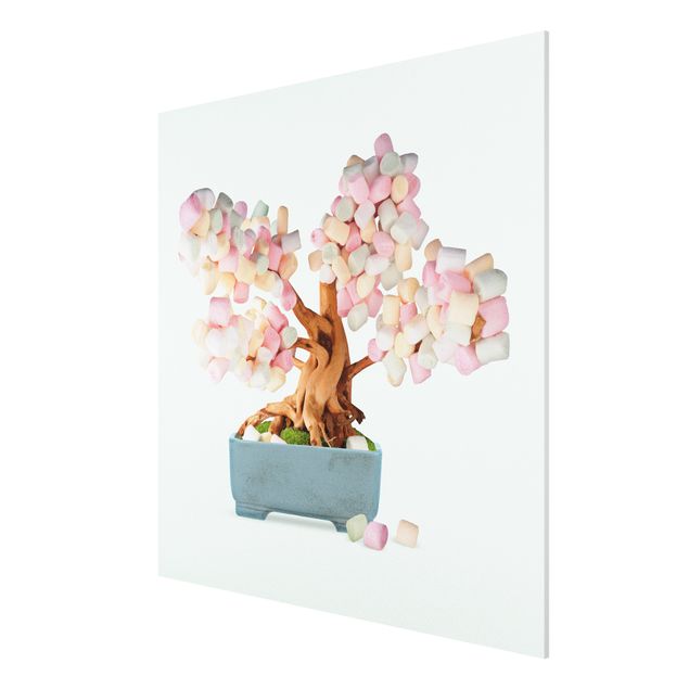 Forex Fine Art Print - Jonas Loose - Bonsai mit Marshmallows - Quadrat 1:1