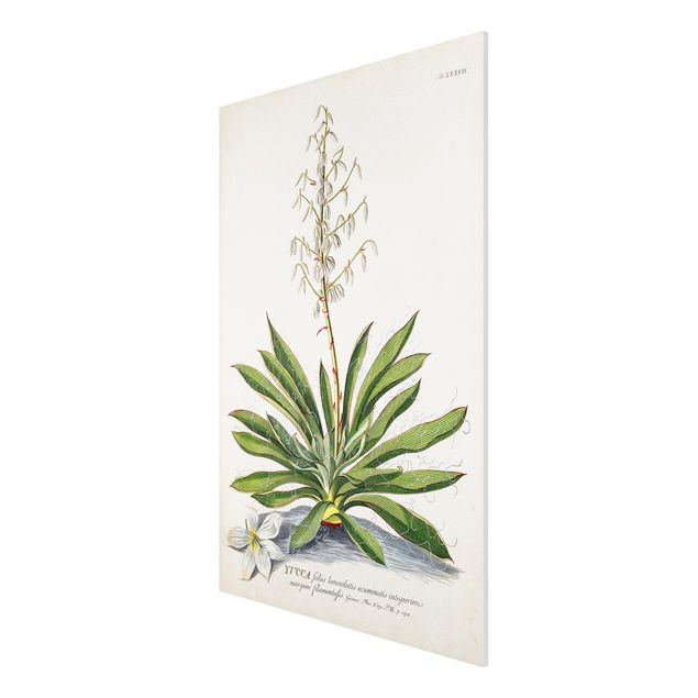 Forex Fine Art Print - Vintage Botanik Illustration Yucca - Hochformat 3:2