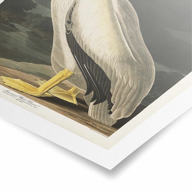 Schöne Wandbilder Vintage Lehrtafel Weißer Pelikan