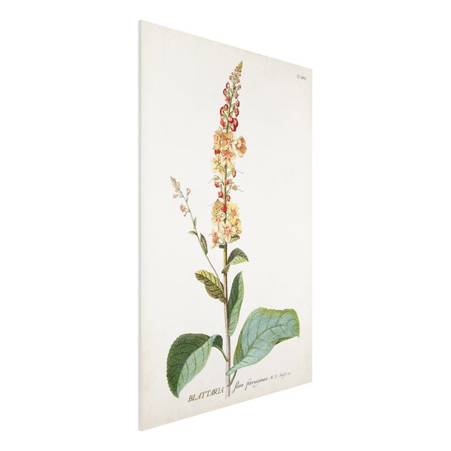 Foto auf Hartschaumplatte Vintage Botanik Illustration Königskerze