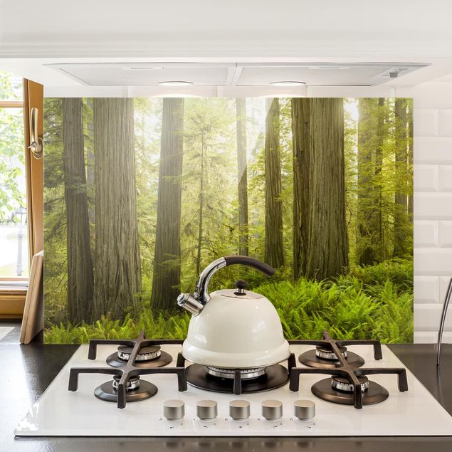 Spritzschutz Glas magnetisch Redwood State Park Waldblick