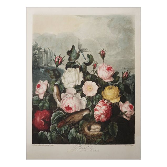 Foto auf Alu Dibond Botanik Vintage Illustration Rosen