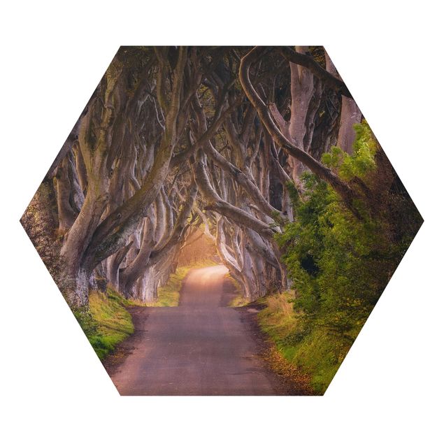 Hexagon Bild Forex - Tunnel aus Bäumen