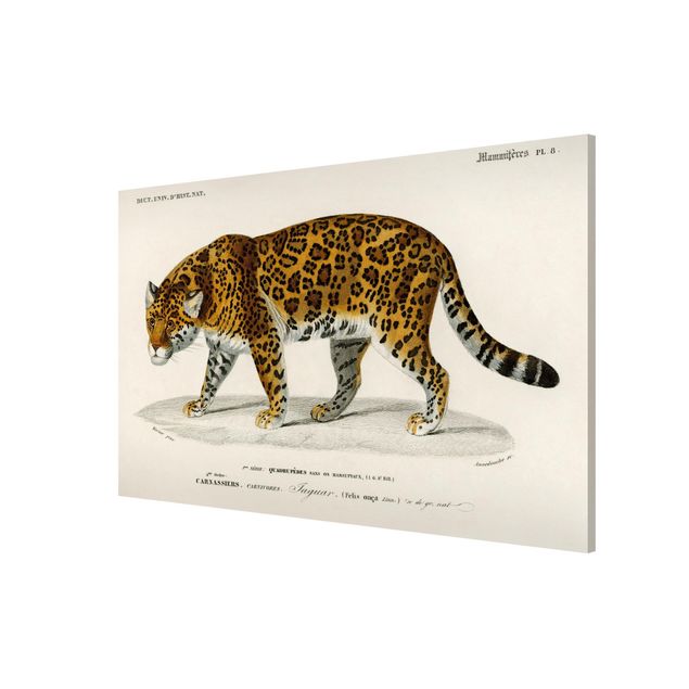 Magnettafel Tiere Vintage Lehrtafel Jaguar