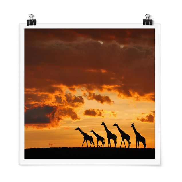 Poster - Fünf Giraffen - Quadrat 1:1