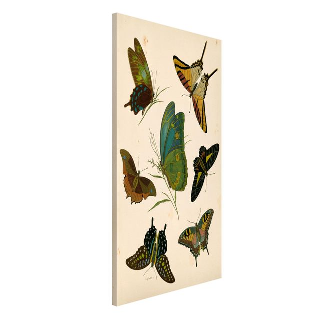 Wandbilder Tiere Vintage Illustration Exotische Schmetterlinge