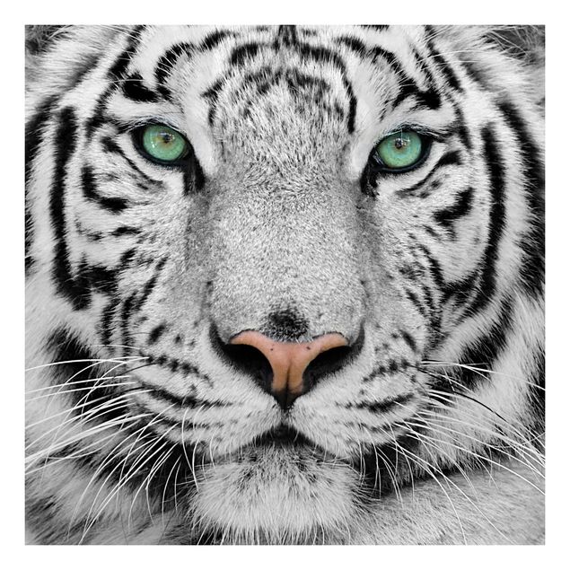 Selbstklebende Folie Weißer Tiger