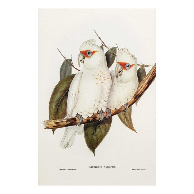 Schöne Wandbilder Vintage Illustration Weißer Kakadu