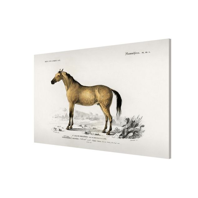 Magnettafel Tiere Vintage Lehrtafel Pferd