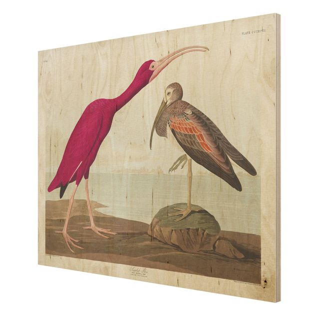 Holzbild Natur Vintage Lehrtafel Roter Ibis