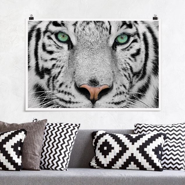 Wandbilder Tiere Weißer Tiger