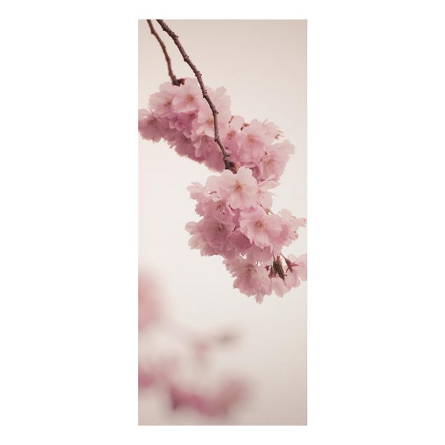 Alu Dibond Bilder Zartrosane Frühlingsblüte mit Bokeh