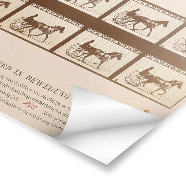 Poster bestellen Eadweard Muybridge - Das Pferd in Bewegung
