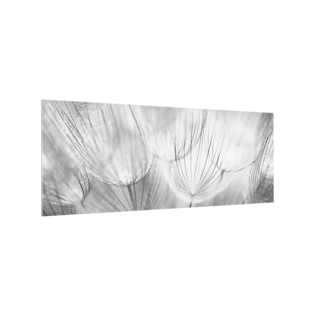 Spritzschutz Pusteblumen Makroaufnahme in schwarz weiß