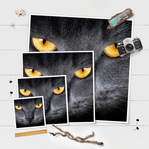 Poster - Cats Gaze - Quadrat 1:1