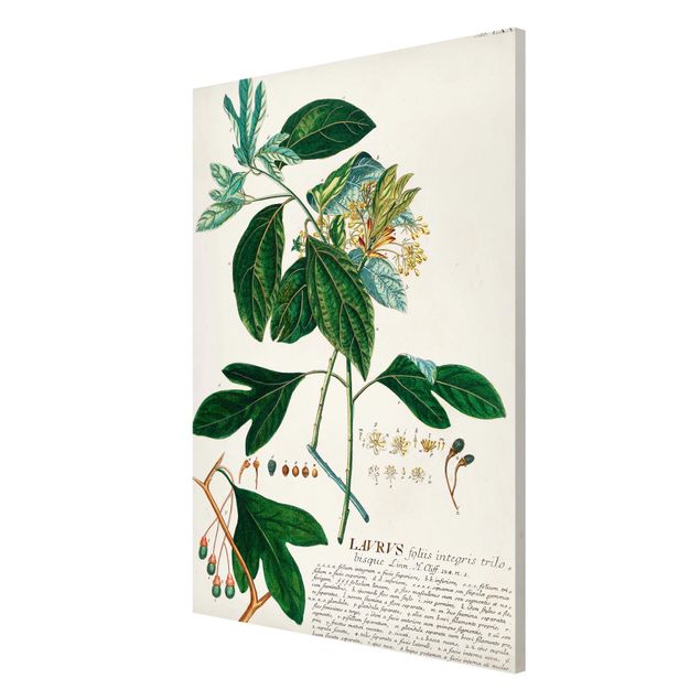 Wandbilder Vintage Botanik Illustration Lorbeer