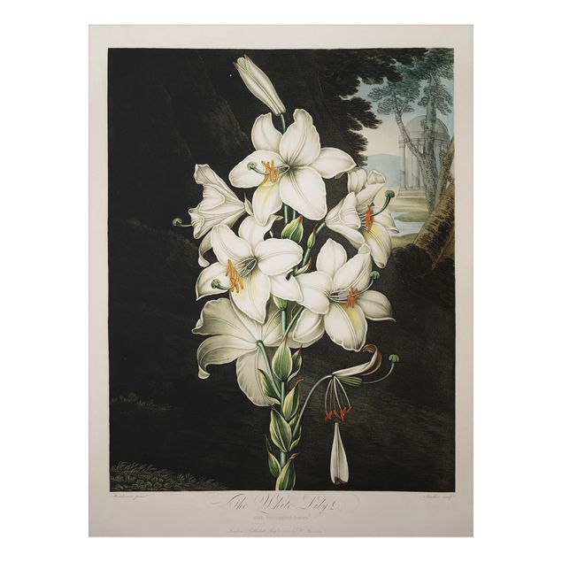 Alu Dibond Bilder Botanik Vintage Illustration Weiße Lilie