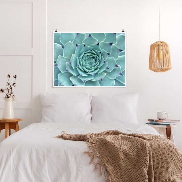 Bilder für die Wand Kaktus Agave